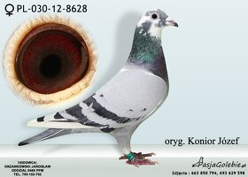 Poštové holuby - 7