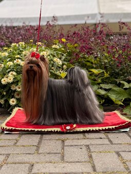 Yorkshire terrier, york - 7
