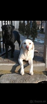 Labradorsky retriever - 7
