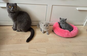 Škodské mačiatka - 7