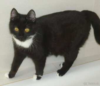 Čaká na dobrú rodinku - 7