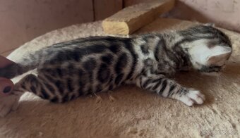 Bengalska mačka s PP strieborné mačiatka - 7