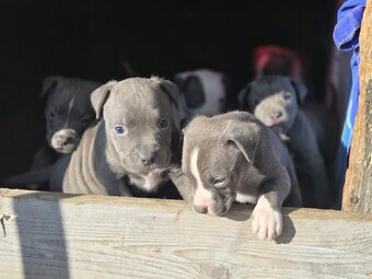 Americký Staford Šteniatka - 7