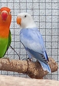 Agapornisy fischeri a škraboškové - 7