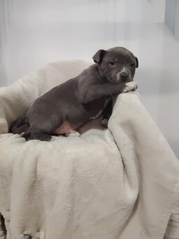 Predám Americký stafford XL - 7