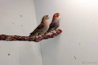 Amadina červenohlavá - 7