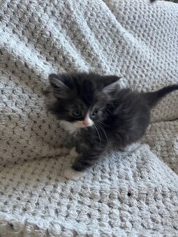 Mainská mývalia - Maine coon - 7