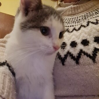 Vyhodené mačiatka a mačky - 7