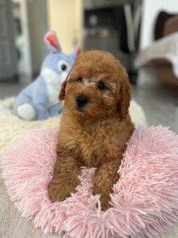 Miniature poodle, pudlik, pudel - 7
