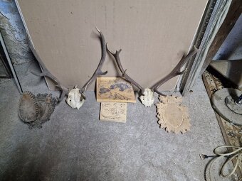 Predám Zhody, parožie,trofeje - 7