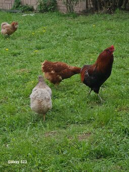 Predám nasadové vajíčka araucana - 7