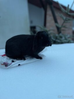 Zakrslý králík - 7