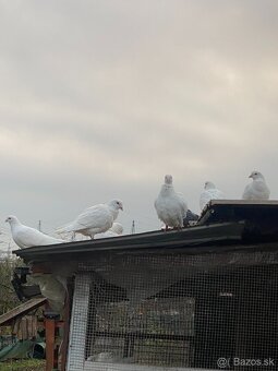 Predám holuby - 7