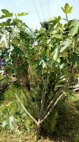 Figovník - Ficus Carica - 7