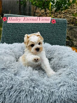 Golddust Yorkshire Terrier, Yorskshire s PP, Jork, Yorkshir - 7