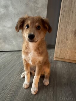 Steniatko s Border Collie - 7