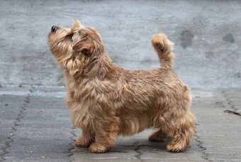 Norfolk terrier psik cierna s trieslovou : Oliver 6 tyzdnov - 7