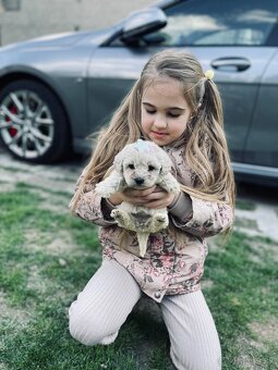 Maltipoo - 7