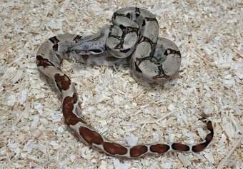 Boa imperator- Sharp Sunglow 66% het Sterling,Hypo Sterling - 7