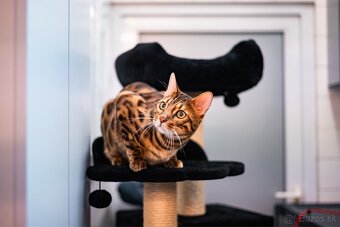 Meow Hotel - Luxusný hotel pre mačky v Piešťanoch - 7