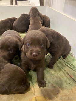 Labrador šteniatka - 7