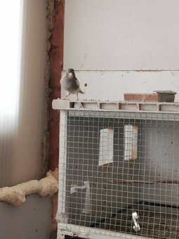 Predám kanárikov - 7