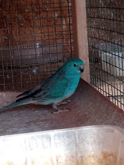 Papagaj spevavi. - 7