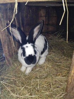 Králiky NOS a krížence - 7