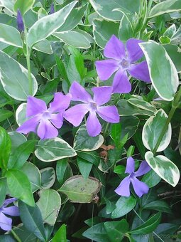 zimozelen panasovana - 7