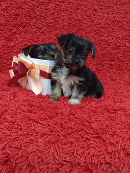 Yorkshirsky teriér, Yorkshire, York - 7