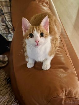 Kocur Rudolf zadarmo - 7