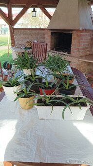 Predám Aloe Vera - 7