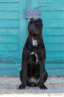 Cane Corso šteniatka s PP FCI - 7