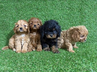 Cavapoo - 7