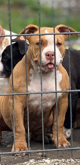 American bully - 7
