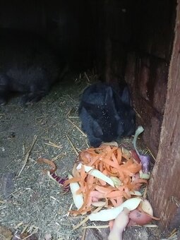 Predám králiky - 7