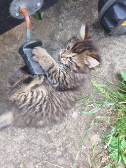 Maine coon , kríženci od Nórskeho otca - 7