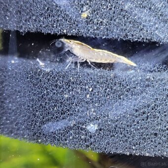 Krevetky Atyopsis Moluccensis (Bamboo Shrimp, Molucká) - 7