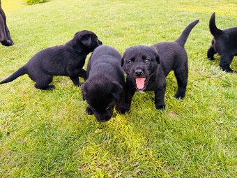 Šteniatka labrador - 7