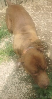 American Bully (XL) - 7