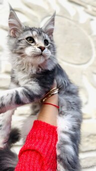 ⚜️Maine Coon s PP Mainská Myvalia - 7