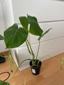 Monstera - 7