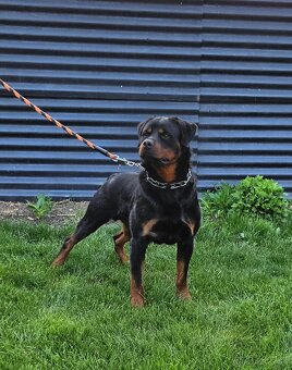 Rotvajler,rotveiler,rotvailer,rotwailer,rotweiler na predaj. - 7
