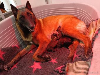 Belgický ovčiak malinois - 7