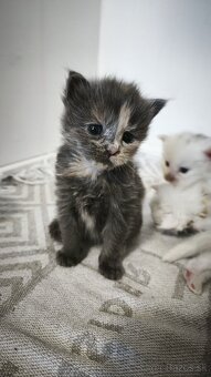 Maine coon mačička mco Mainska myvalia - 7