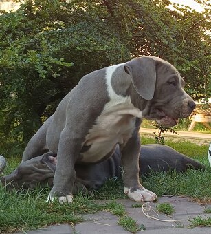 Americký stafordšírský teriér, American Bully XL - 7