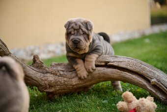Sharpei šarpej - 7