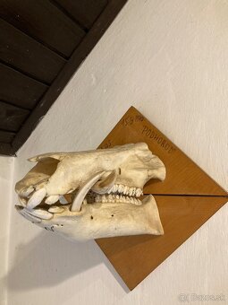 Poľovnícke trofeje - 7