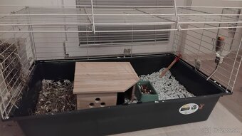 Predám morčiatko Haminka - 7