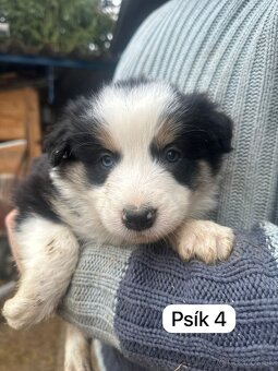 Predám šteniatka border kolie - 7